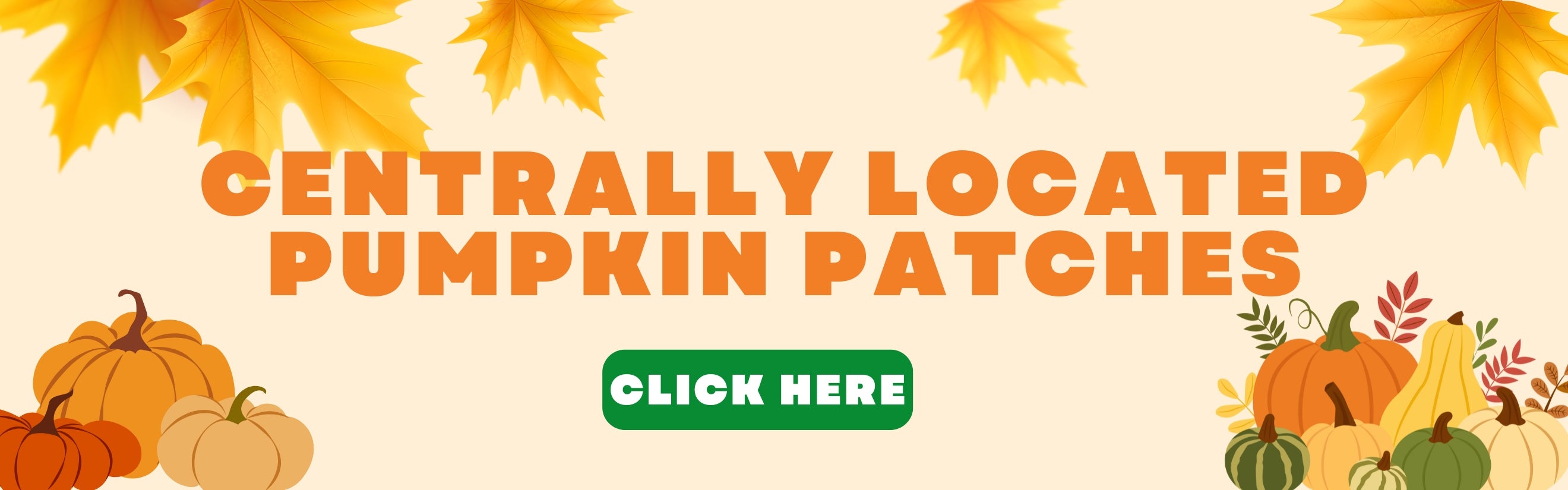 Centrally Located Pumpkin Patches